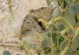 Pergularia tomentosa