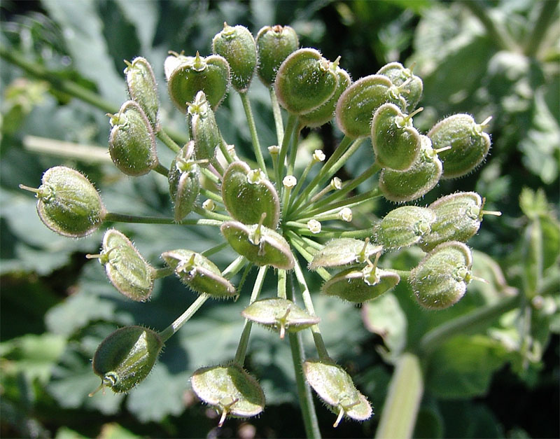 Image of Heracleum asperum specimen.