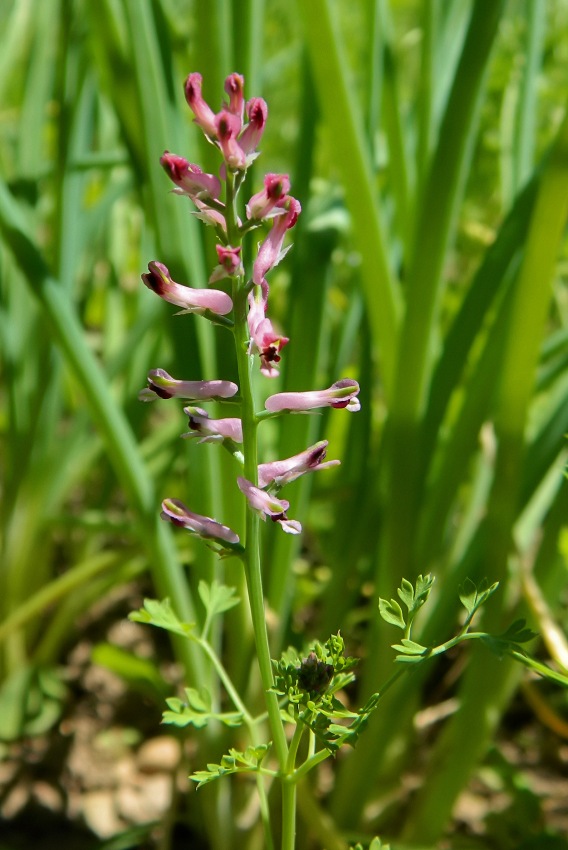 Image of Fumaria officinalis specimen.