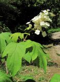 Hydrangea quercifolia. Верхушка побега с соцветием. Абхазия, г. Сухум, ботанический сад. 12.06.2012.