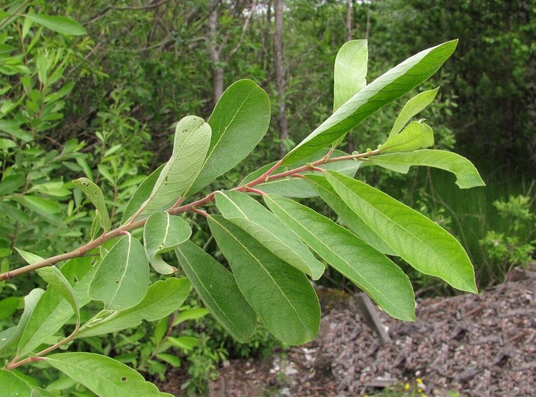 Изображение особи Salix cinerea.