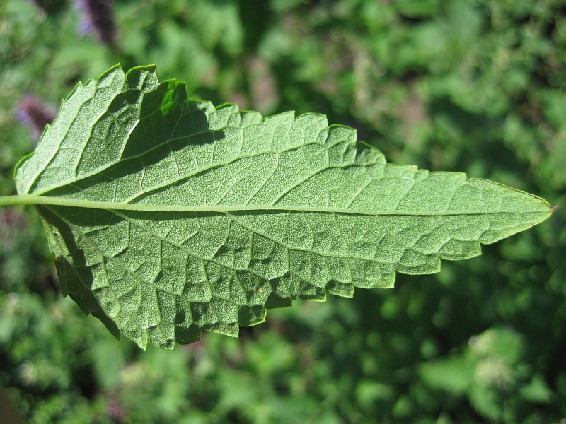 Изображение особи Agastache rugosa.