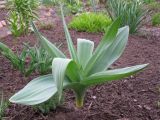 Allium aflatunense