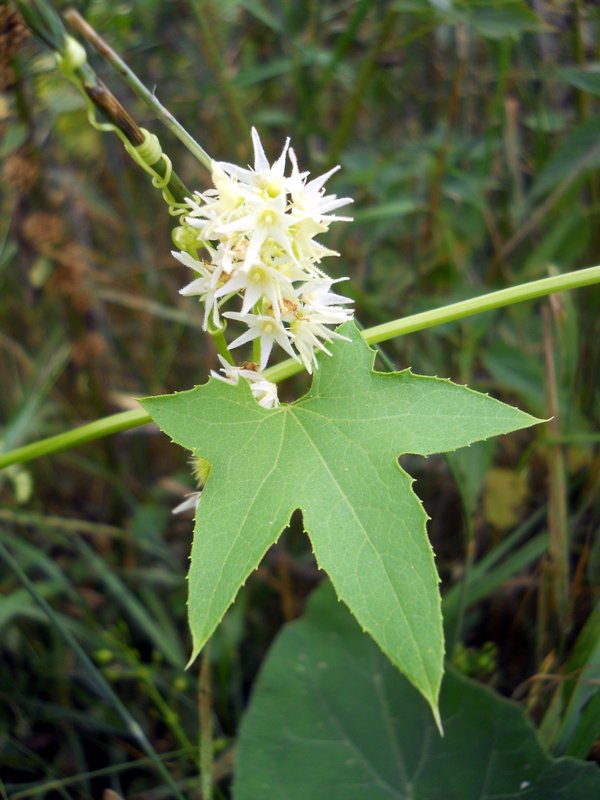 Изображение особи Echinocystis lobata.