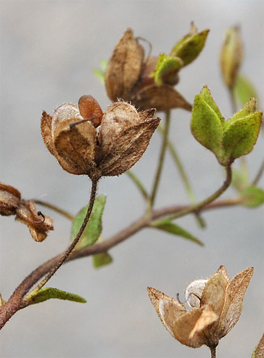 Image of Veronica caucasica specimen.