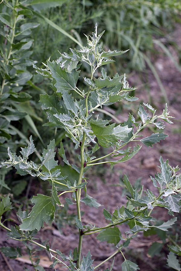 Изображение особи Atriplex tatarica.