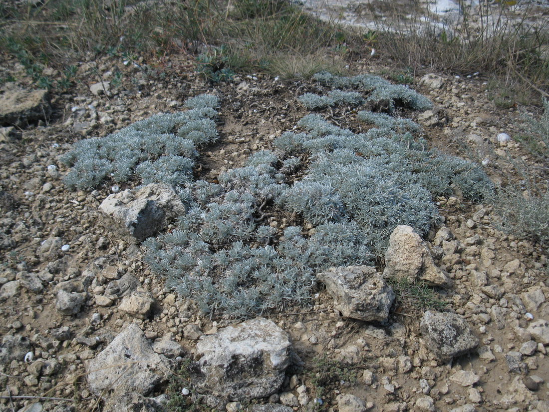 Image of Artemisia caucasica specimen.