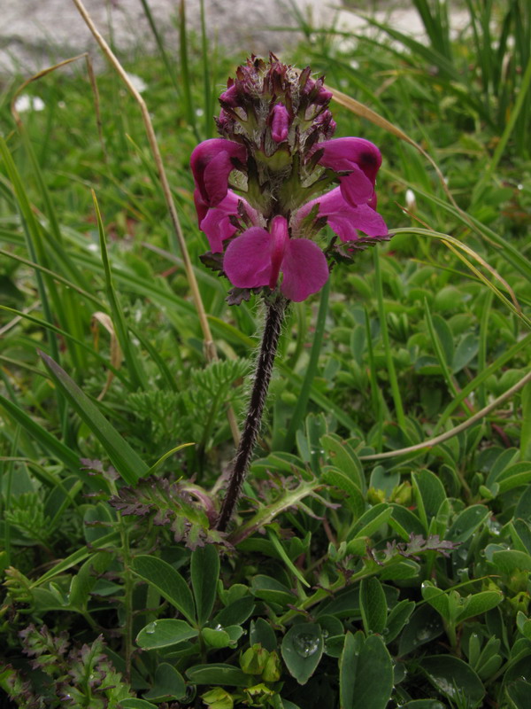 Image of Pedicularis crassirostris specimen.