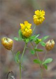 Trifolium aureum. Верхушка цветущего растения. Ленинградская обл., Лужский р-н, окр. дер. Сяберо. 25.08.2012.