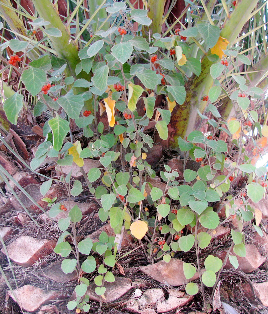 Изображение особи Solanum villosum.