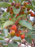 Arbutus andrachne