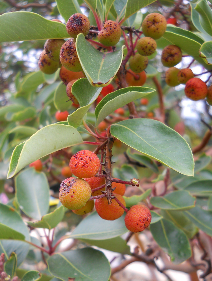 Изображение особи Arbutus andrachne.