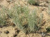 Scorzonera ensifolia