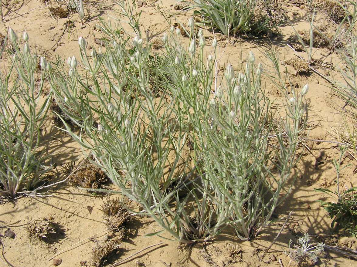 Image of Scorzonera ensifolia specimen.