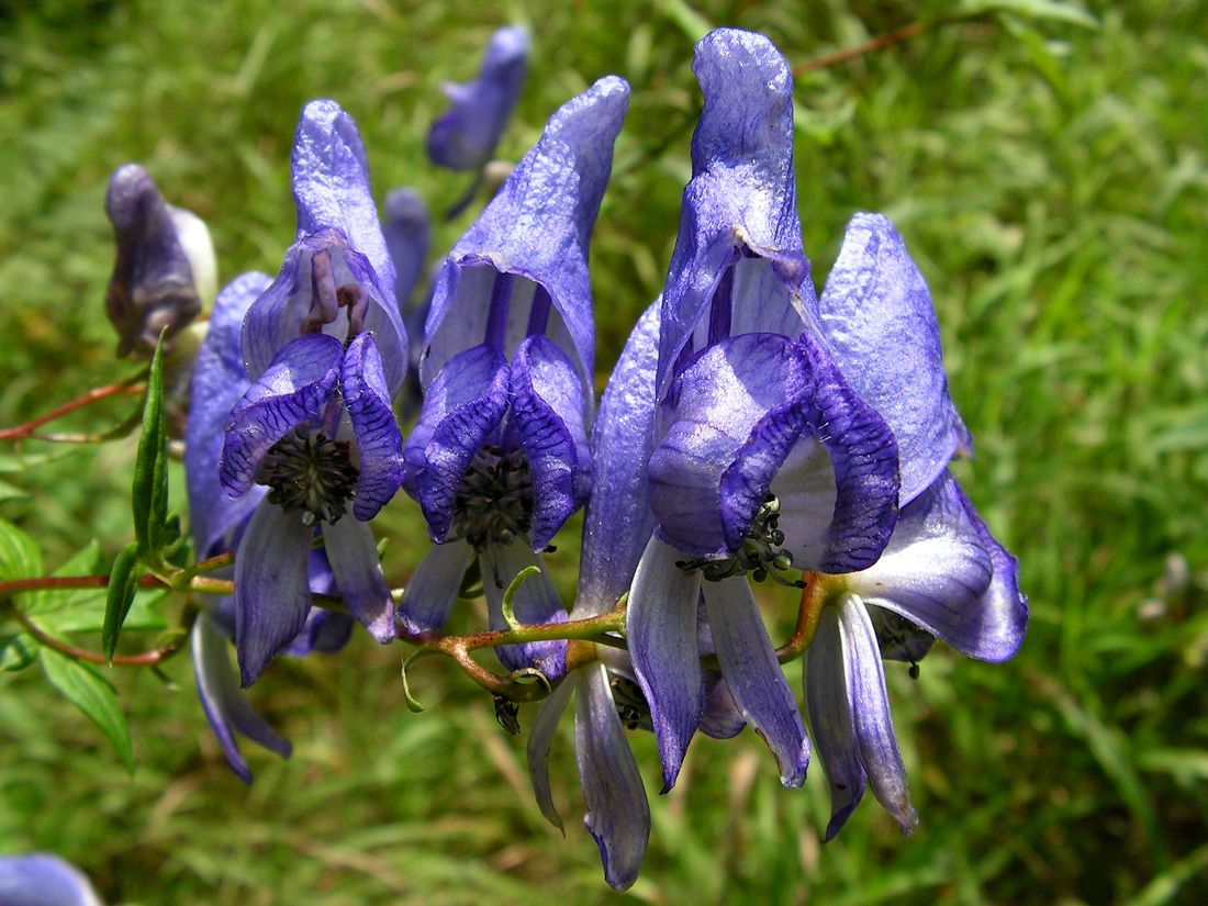 Изображение особи Aconitum sczukinii.