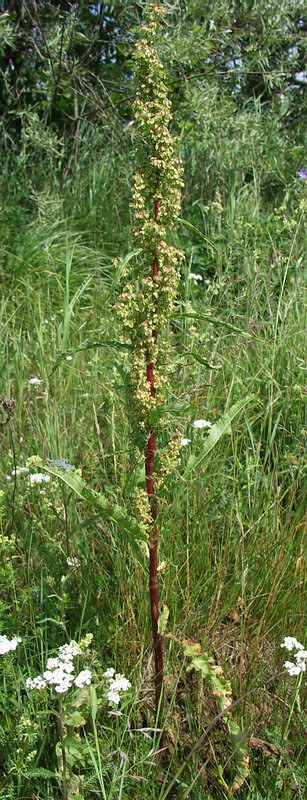 Image of Rumex crispus specimen.