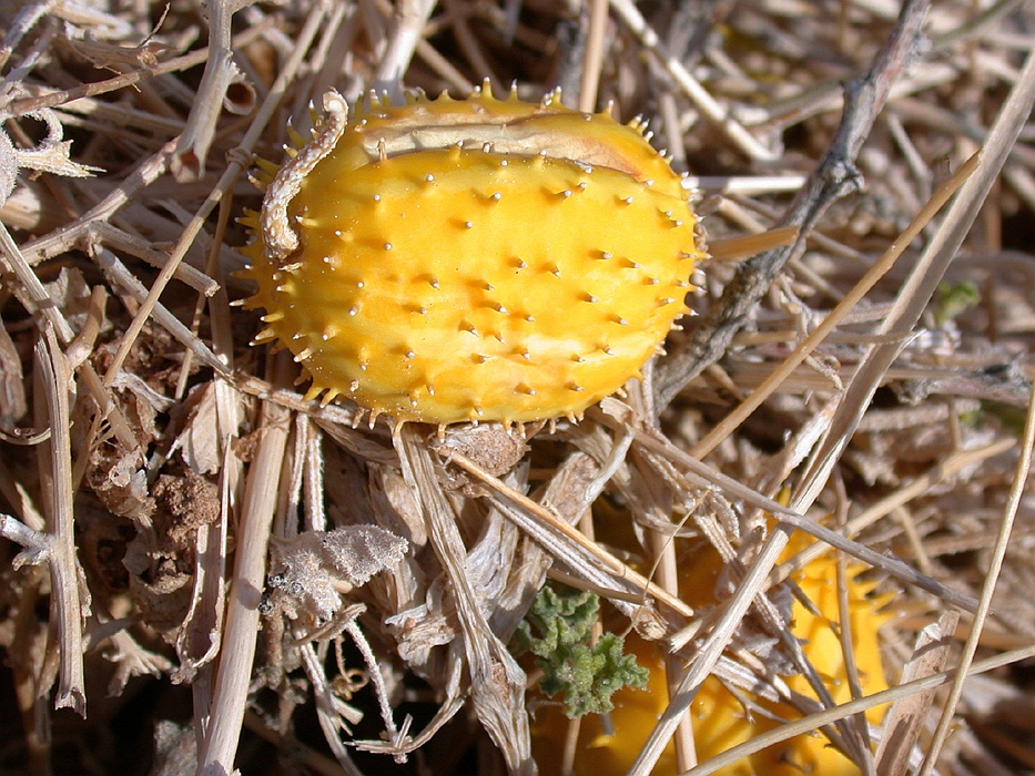 Image of Cucumis prophetarum specimen.