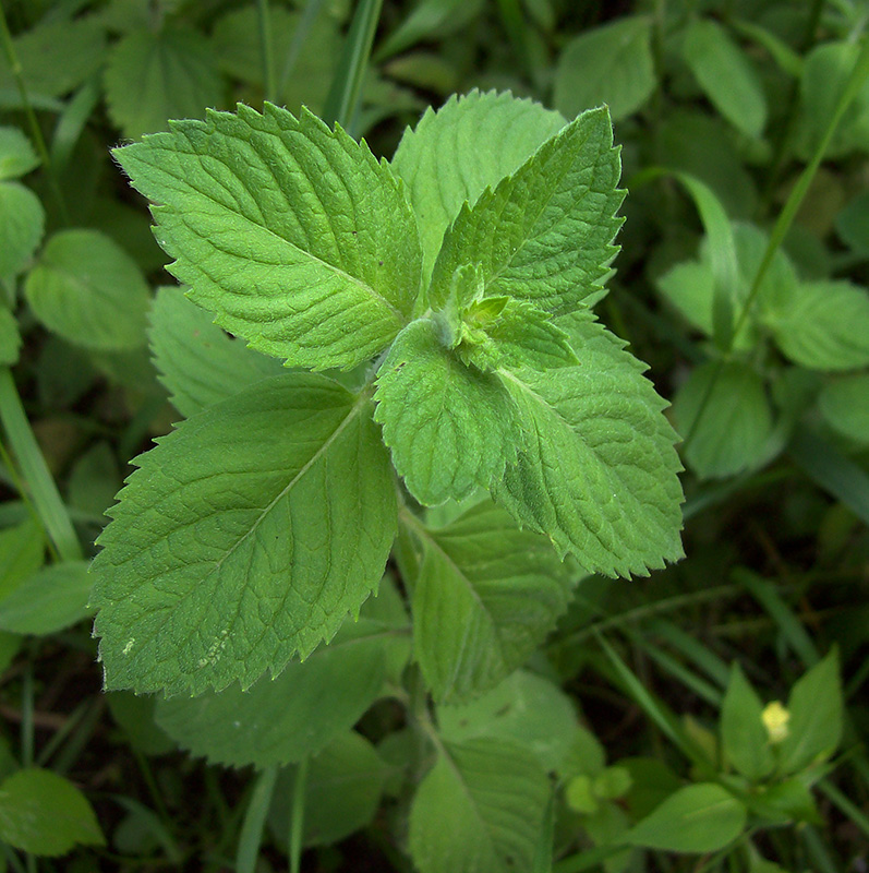 Image of Mentha &times; dalmatica specimen.