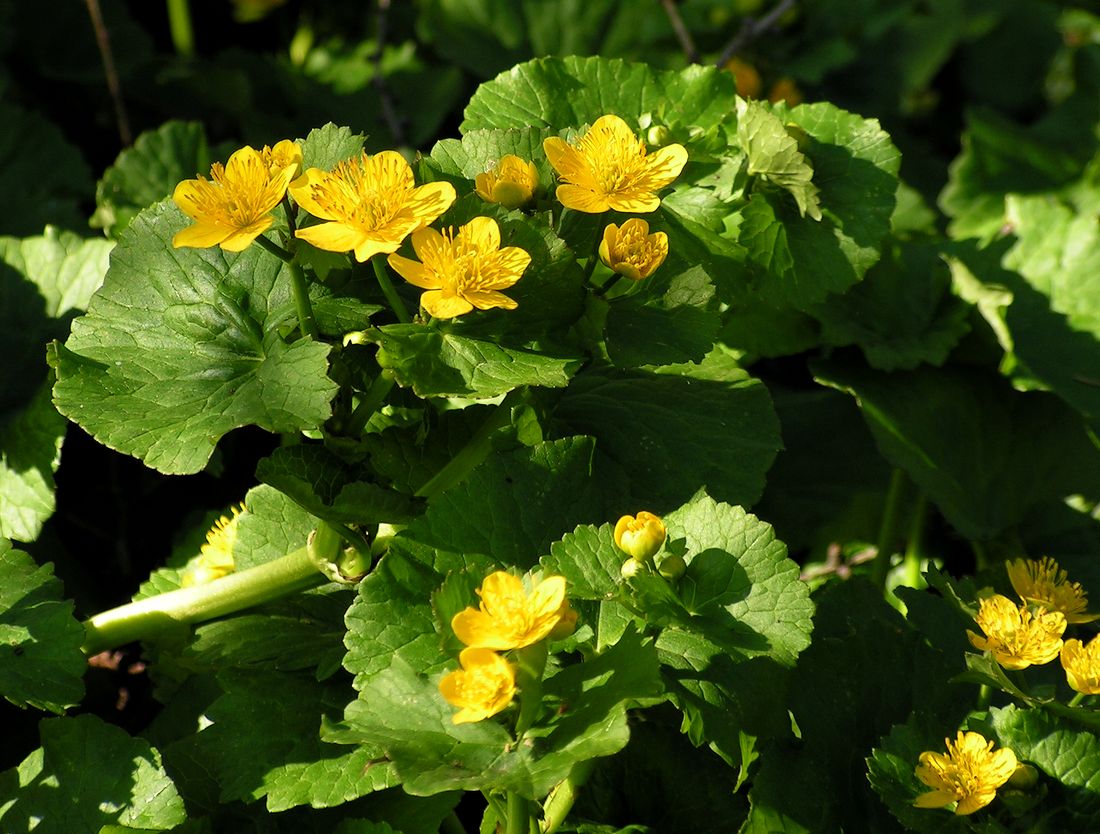 Image of Caltha sibirica specimen.