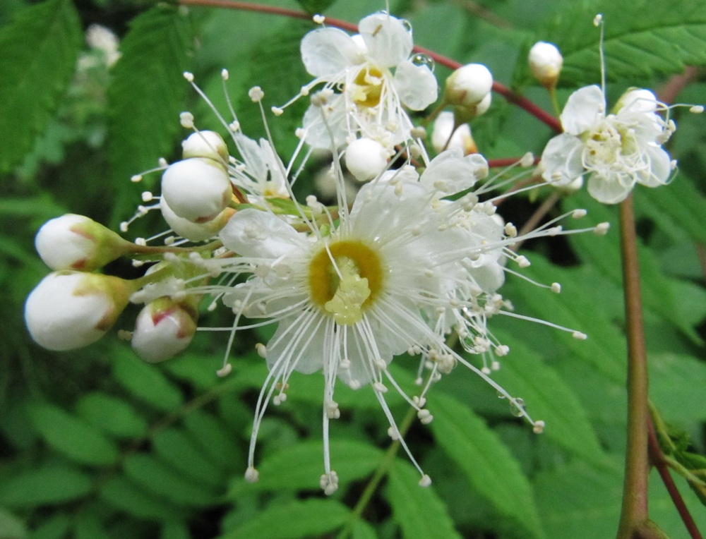 Image of Sorbaria sorbifolia specimen.