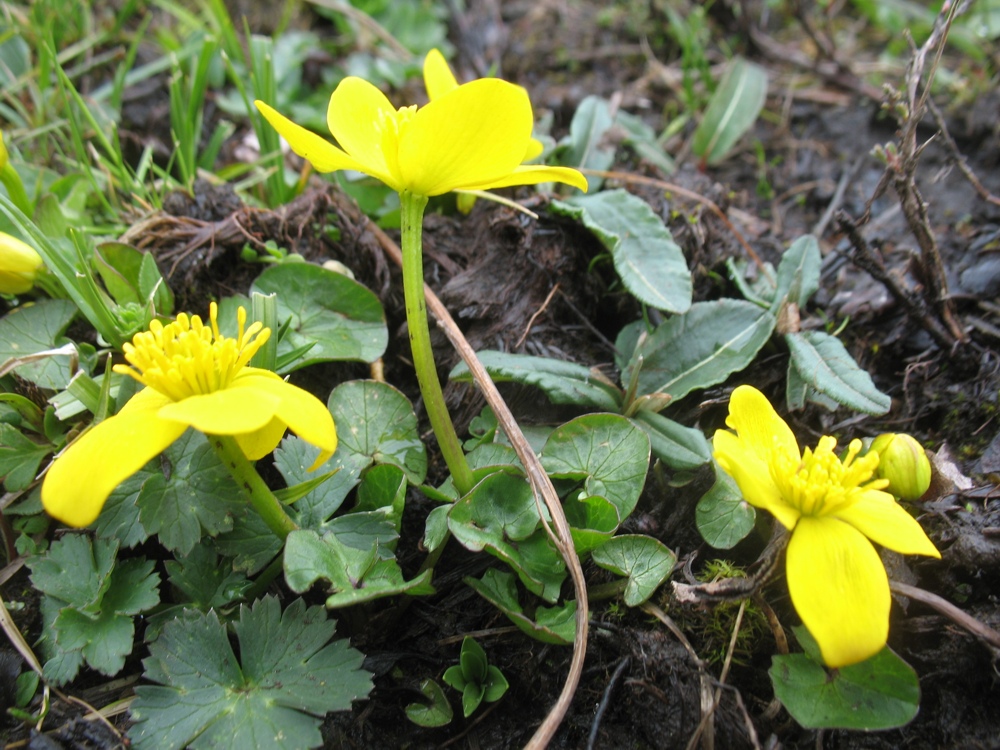 Image of Caltha scaposa specimen.