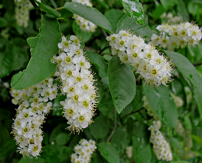 Изображение особи Padus virginiana.