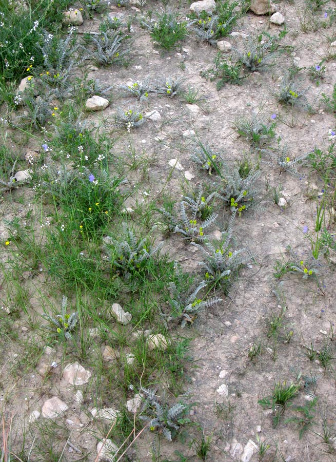 Изображение особи Astragalus caprinus.