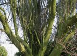 Prunus cerasifera. Скелетные ветви, ветки и побеги средней части кроны ('Nigra'). Германия, г. Кемпен, у детской площадки. 25.03.2013.