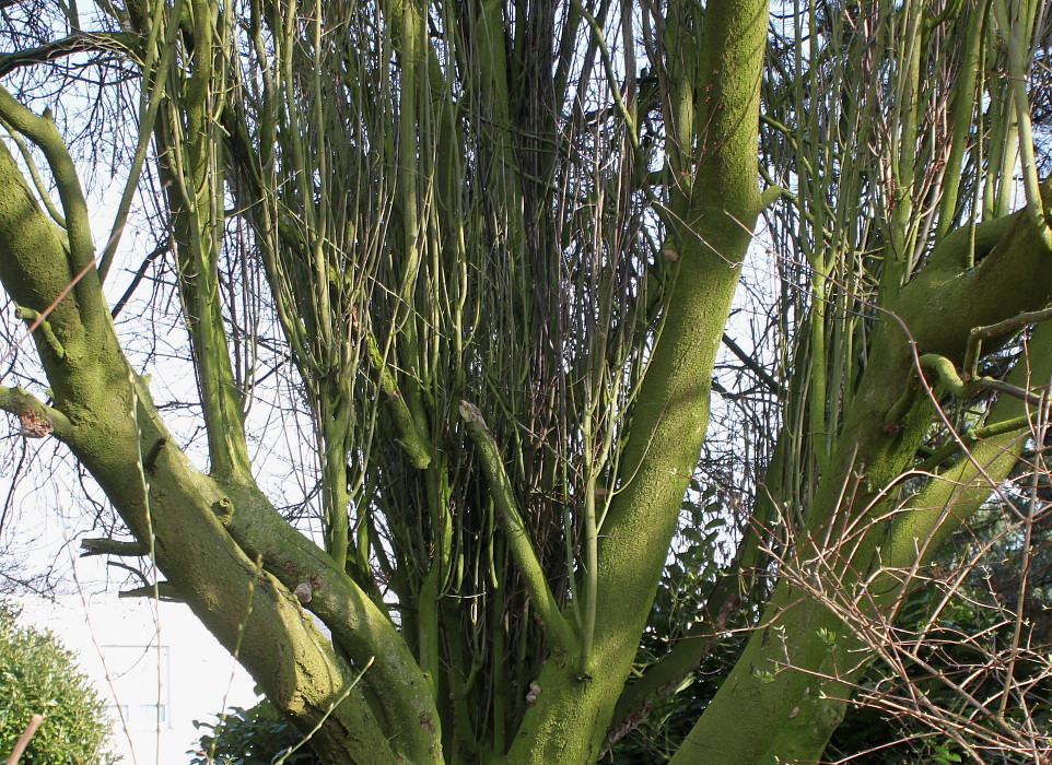 Image of Prunus cerasifera specimen.