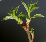 Padus avium subspecies pubescens. Верхушка веточки с развивающимися побегами. Германия, г. Кемпен, в лесопосадке. 01.03.2013.