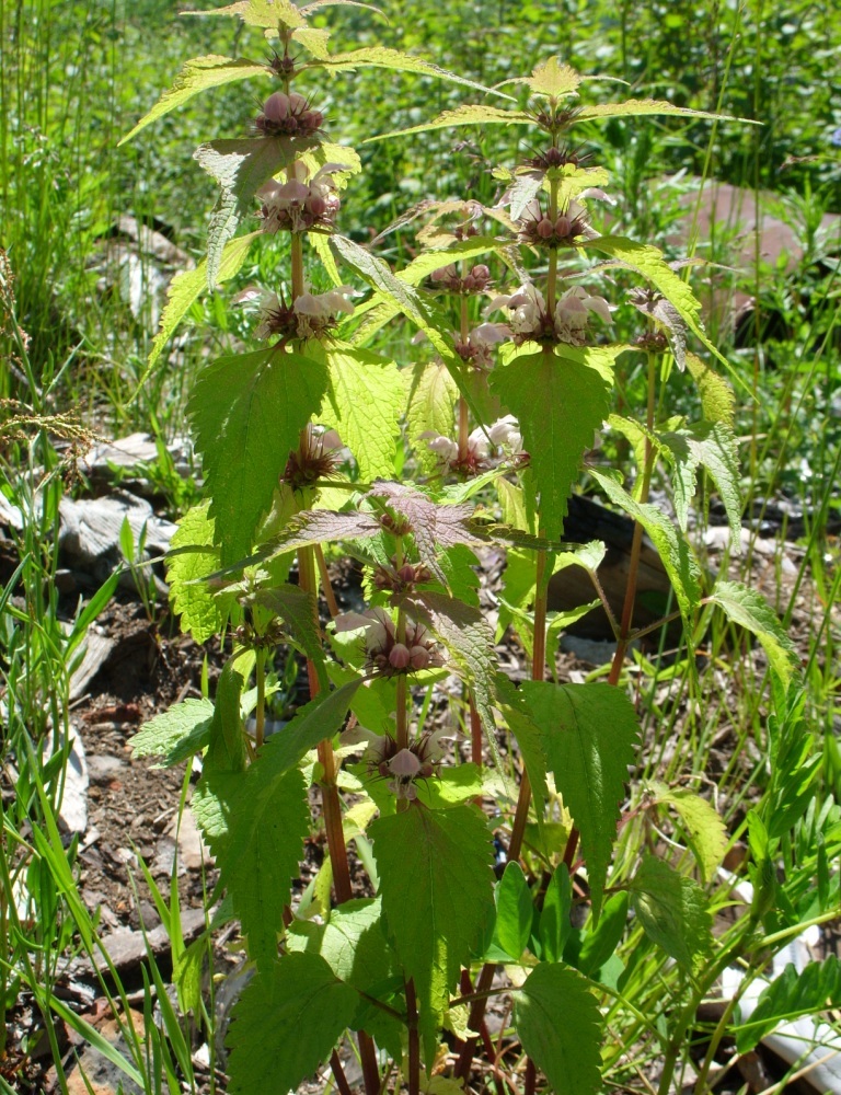Image of Lamium barbatum specimen.