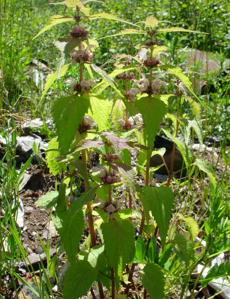 Изображение особи Lamium barbatum.