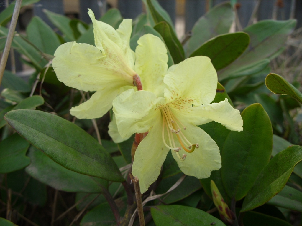 Image of Rhododendron aureum specimen.