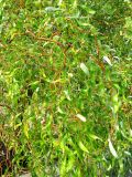Salix × sepulcralis