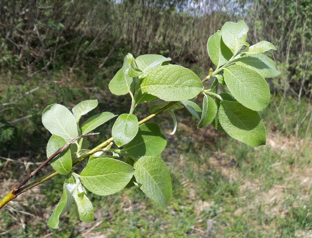 Image of Salix caprea specimen.