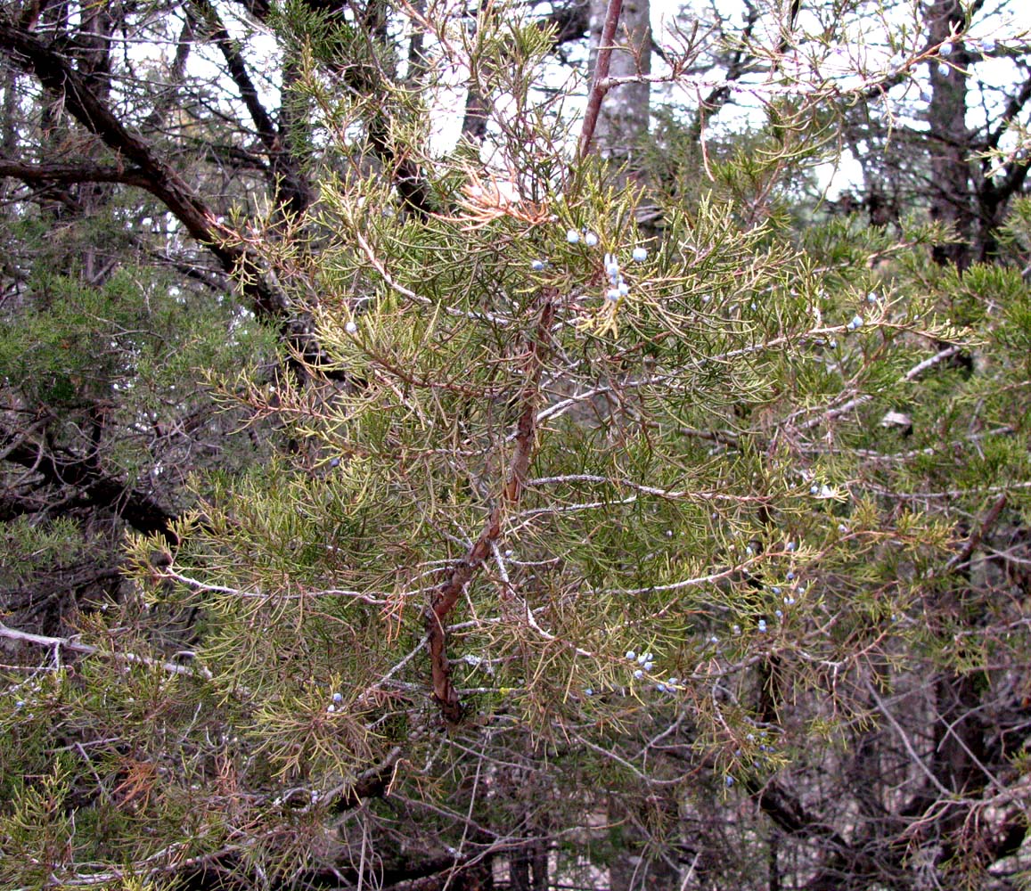 Изображение особи Juniperus virginiana.