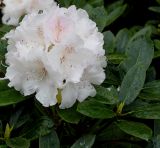 Rhododendron yakushimanum