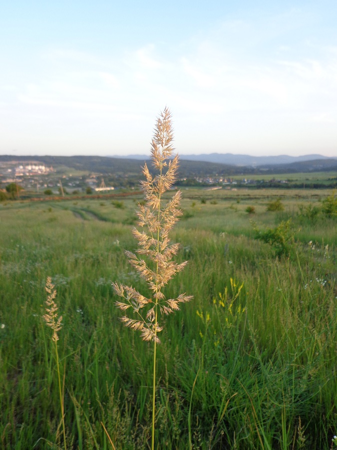 Image of Calamagrostis epigeios specimen.