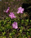 Rhododendron ledebourii