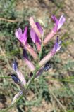 Astragalus varius. Соцветие. Крым, Ленинский р-н, окр. г. Щелкино, Русская бухта, песчаный пляж. 19 июня 2013 г.