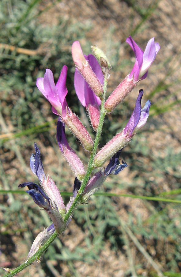 Image of Astragalus varius specimen.