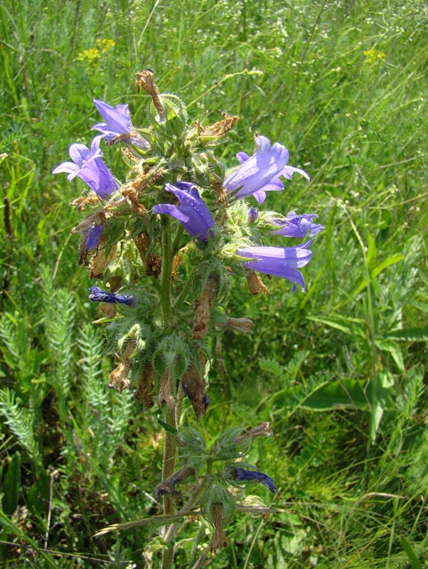 Image of Campanula sibirica specimen.