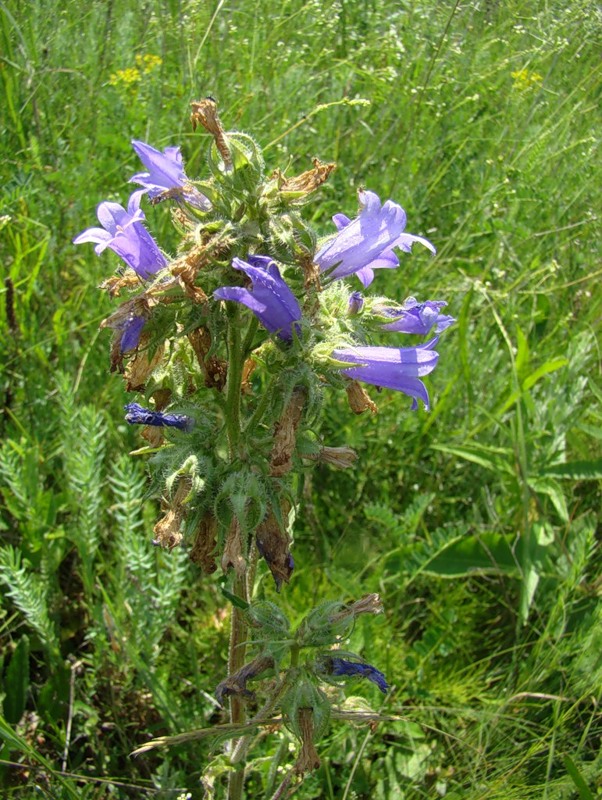 Изображение особи Campanula sibirica.