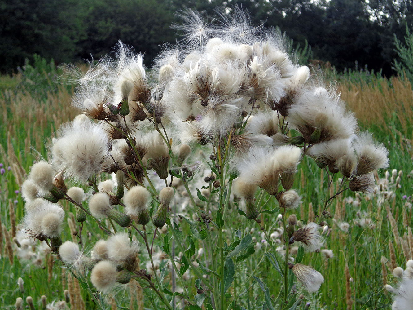 Изображение особи Cirsium setosum.