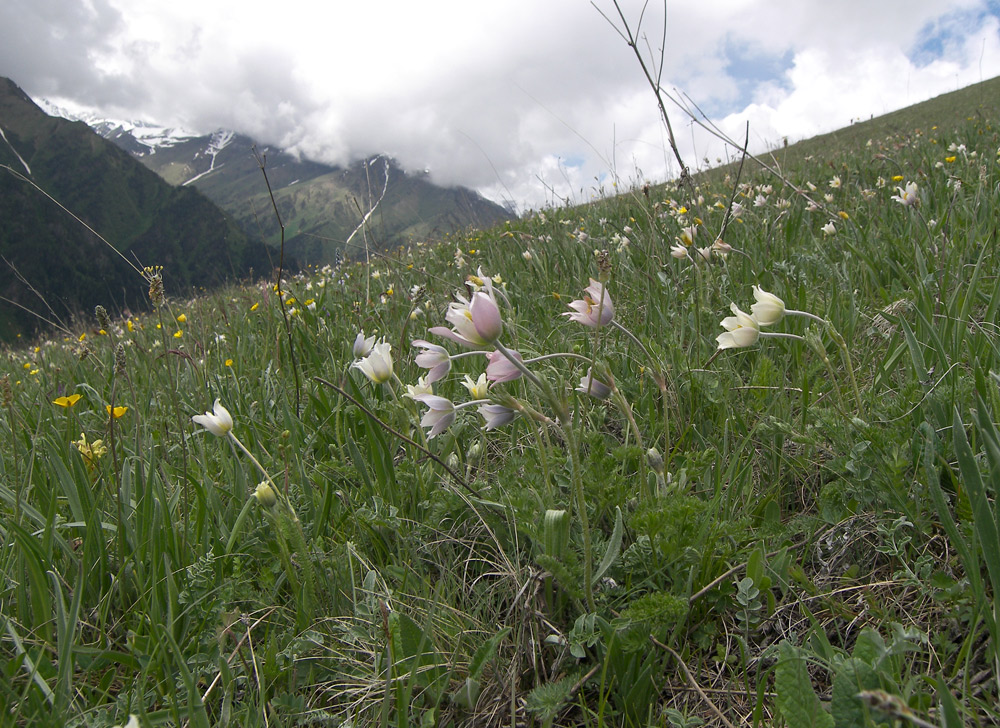 Изображение особи Pulsatilla violacea.