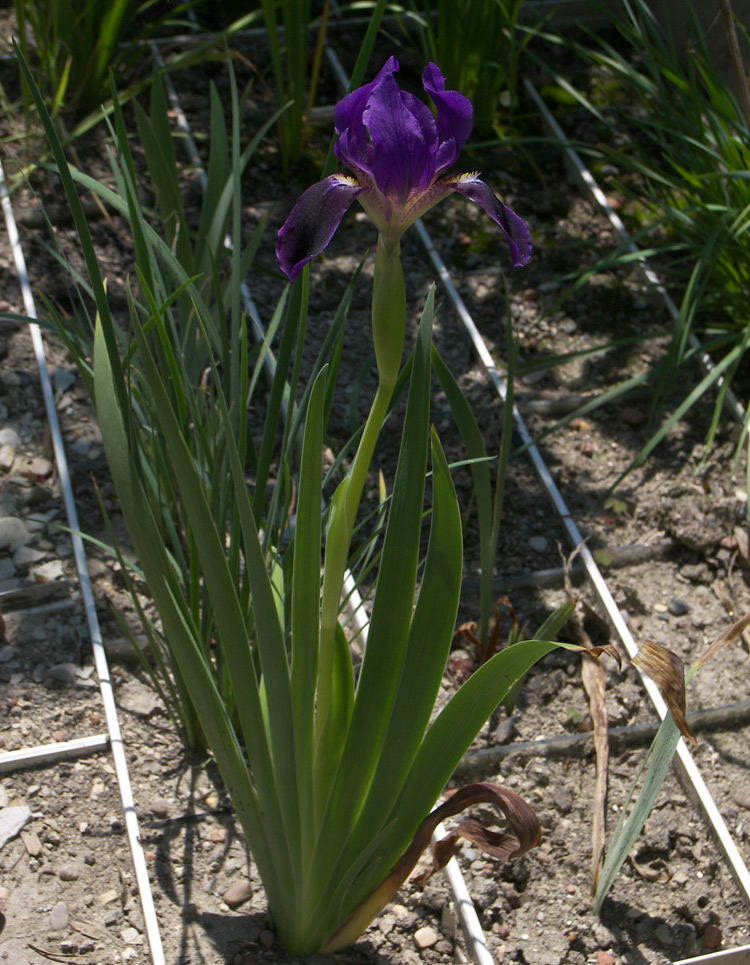 Изображение особи Iris bicapitata.