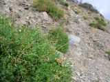 Rumex hastifolius. Верхушка растения с высохшими генеративными побегами с созревшими плодами. Краснодарский край, м/о Анапа, окр. пос. Б. Утриш, прибрежная гора, обрывисто-осыпной склон. 04.08.2013.