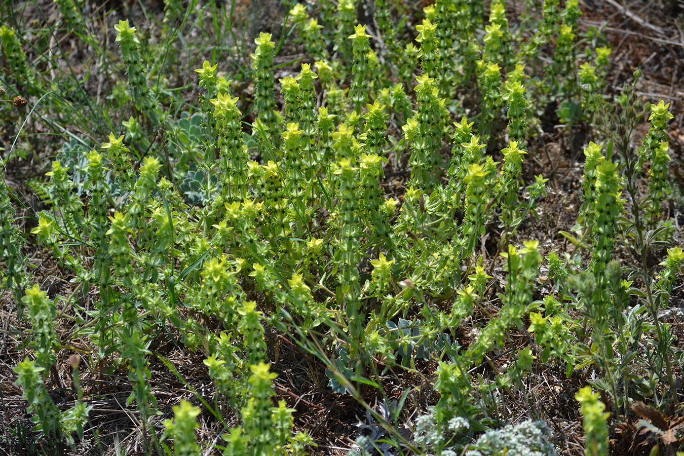 Image of Sideritis montana specimen.