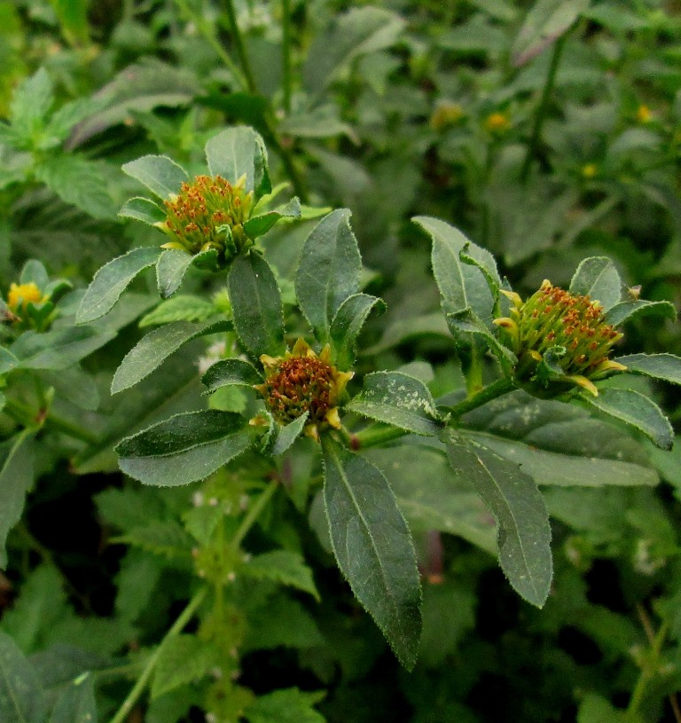 Image of Bidens tripartita specimen.