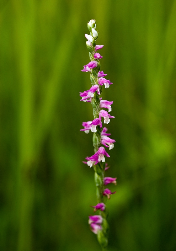 Image of Spiranthes australis specimen.